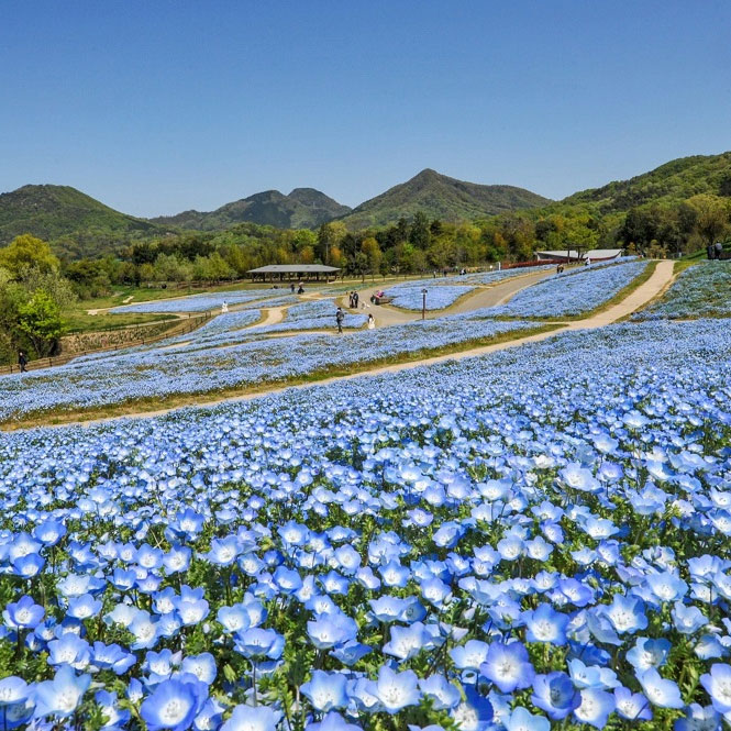 ＜香川＞国営讃岐まんのう公園 広々屋外撮影【まんのう町】<span class="price-others">入園の料金</span> - 画像 (2)