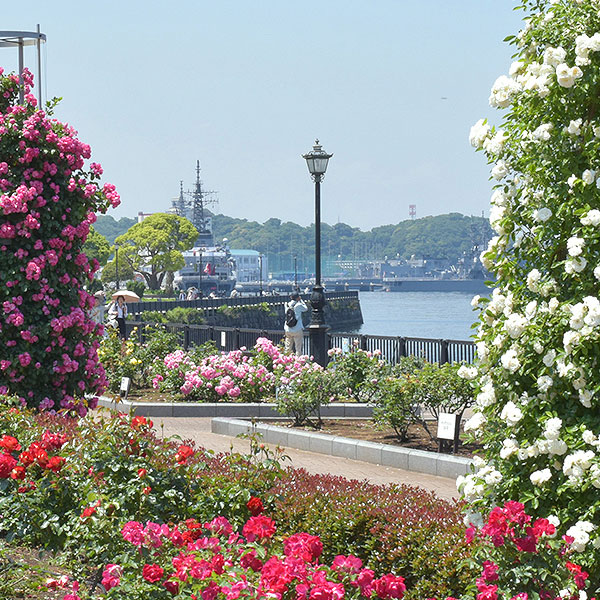 <神奈川>横須賀市 ヴェルニー公園 三笠公園 バラ園【横須賀】<span class="price-others">一部施設除き入場料無料</span>