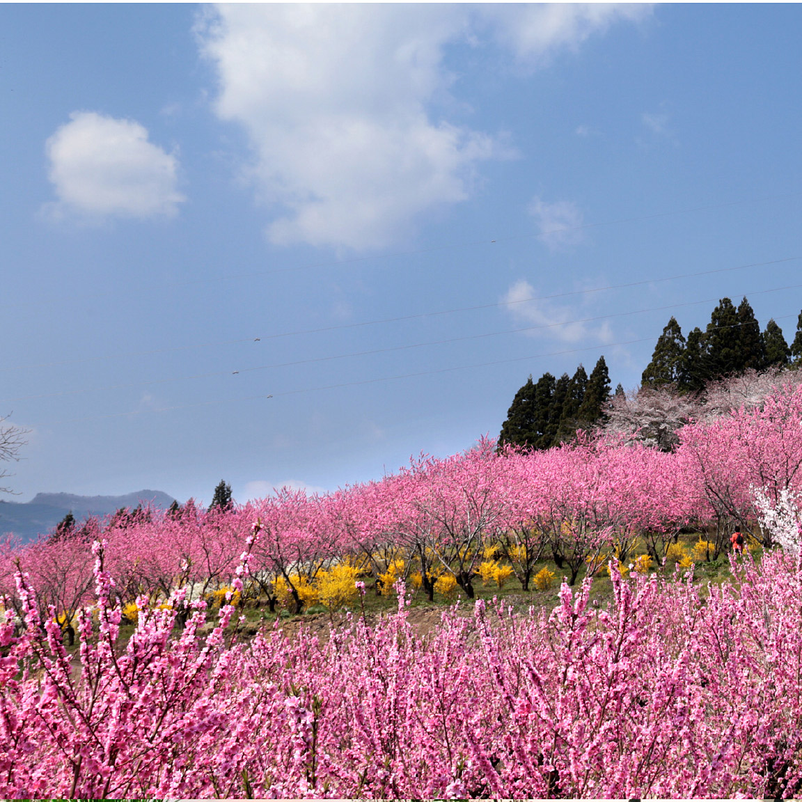 <群馬>中之条ガーデンズ【中之条駅】<span class="price-others">おひとりの入園料</span> - 画像 (7)