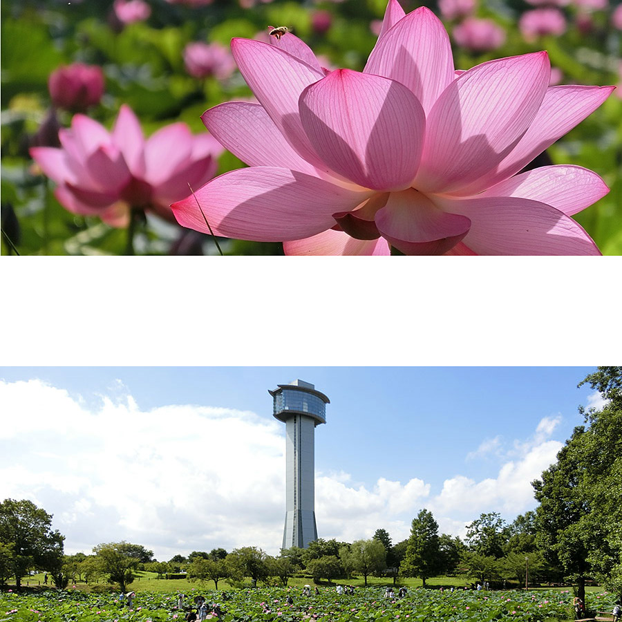 ＜埼玉＞古代蓮の里 申請なしでOK【バス古代蓮の里】<span class="price-others">入場料無料</span>