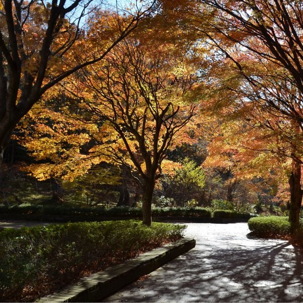 <栃木>ホビーの里 箱の森プレイパーク【塩原温泉バスターミナル】<span class="price-others">ひと部屋の宿泊料</span> - 画像 (2)