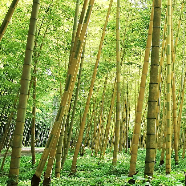 ＜栃木＞若竹の杜【野沢寺前バス停】<span class="price-others">おひとりの入場料</span>