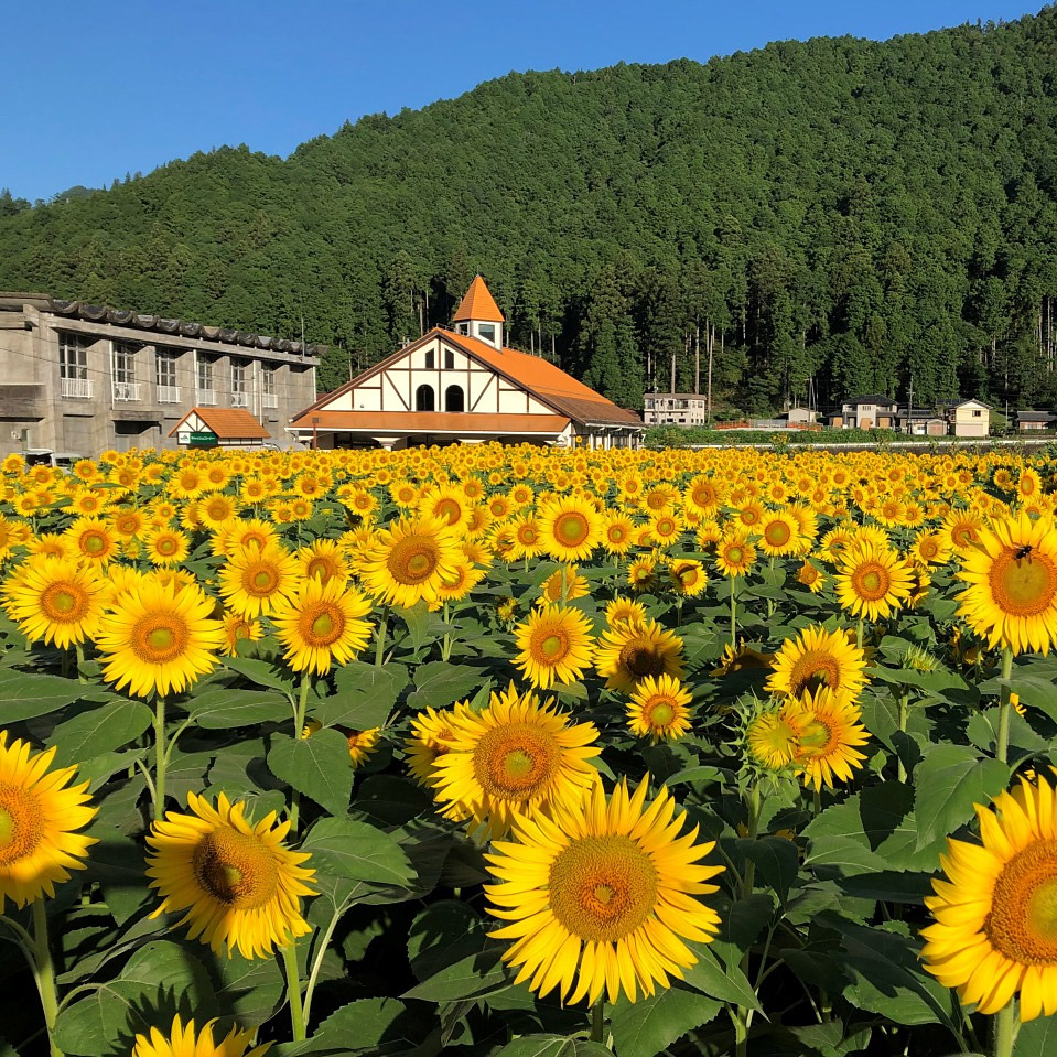 ＜岐阜＞洲原ひまわりの里【洲原駅】<span class="price-others">寄付金</span>