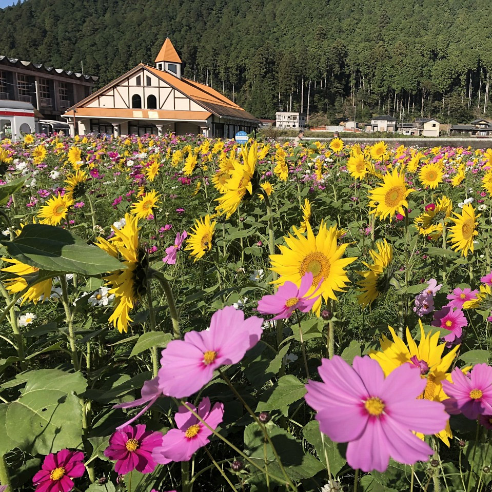＜岐阜＞洲原ひまわりの里【洲原駅】<span class="price-others">寄付金</span> - 画像 (2)