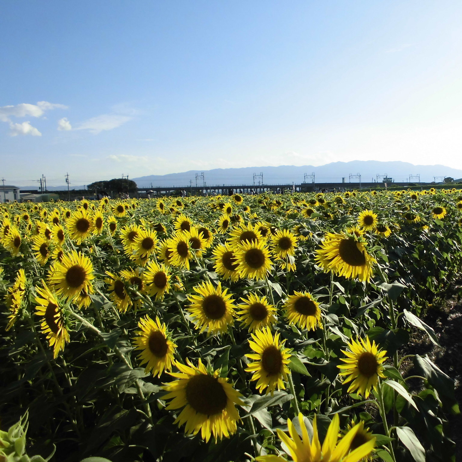＜岐阜＞大垣ひまわり畑【すぐ江バス停】<span class="price-others">おひとりの入場料</span>
