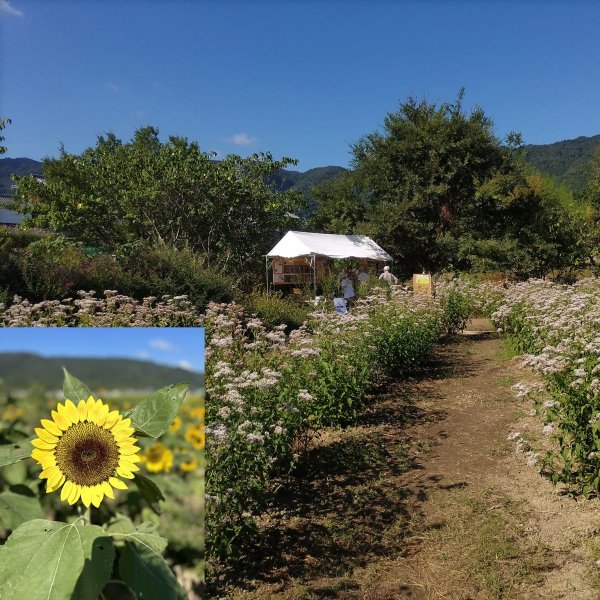 ＜京都＞なんやかんや！大原野 （ひまわり募金実施）【洛西口駅】