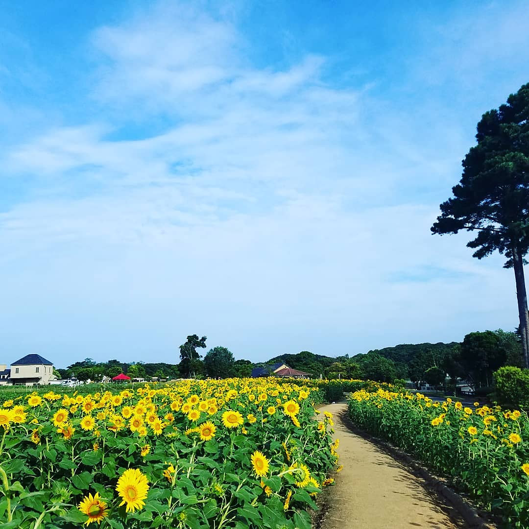 ＜兵庫＞淡路イングランドの丘（要連絡）【イングランドの丘バス停】<span class="price-others">おひとりの入場料</span>