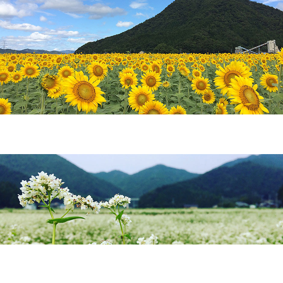 ＜福井＞若狭小浜 恵のひまわり畑【新平野駅】