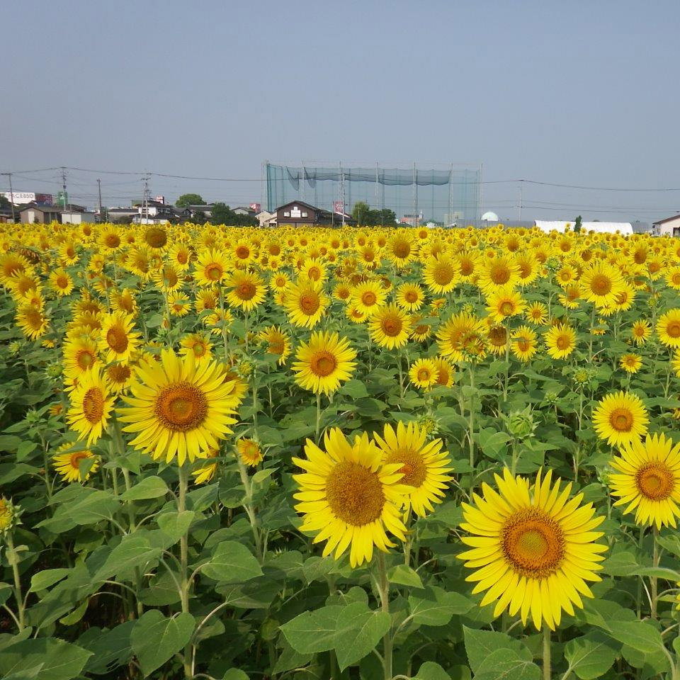<佐賀>ひょうたん島公園ひまわり畑【佐賀駅】<span class="price-others">入場料無料</span> - 画像 (2)