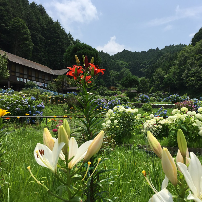＜奈良＞柳生花しょうぶ園<span class="price-others">おひとりの入場料</span>