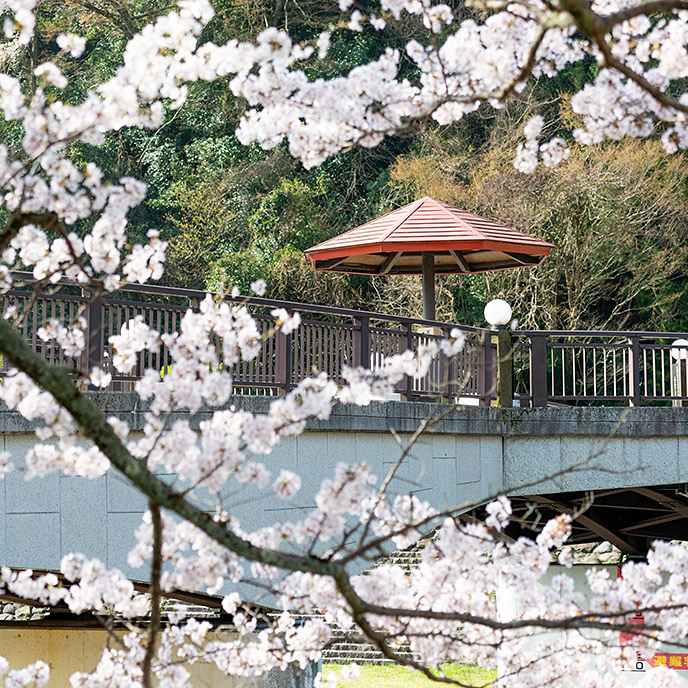 ＜鳥取＞かじか橋【温泉入口バス停】 - 画像 (2)