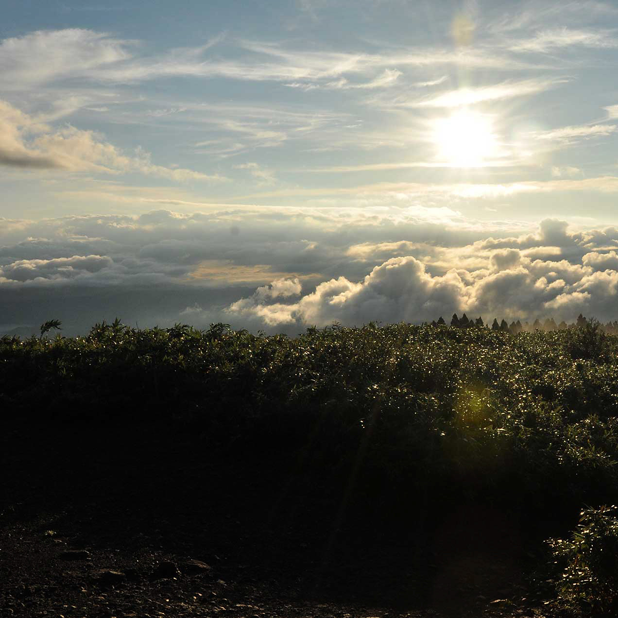 ＜鳥取＞氷ノ山自然ふれあい館 響の森【若桜駅】 - 画像 (3)