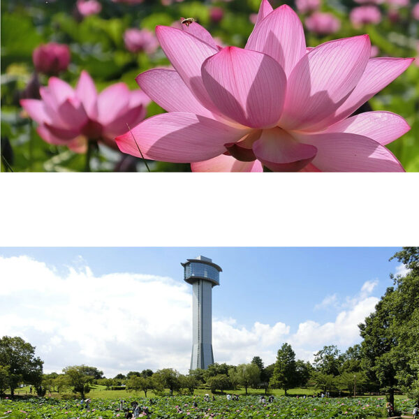 ＜埼玉＞古代蓮の里 申請なしでOK【バス古代蓮の里】<span class="price-others">入場料無料</span>