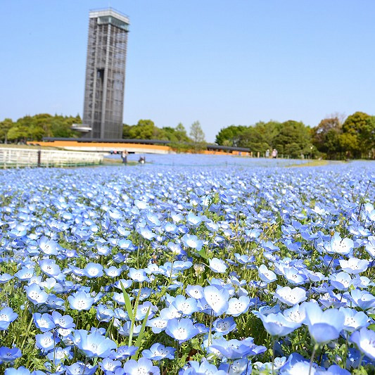 <静岡>浜名湖ガーデンパーク【弁天島駅】 - 画像 (2)