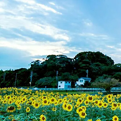 ＜静岡＞湖西・前向花畑【大森駅】