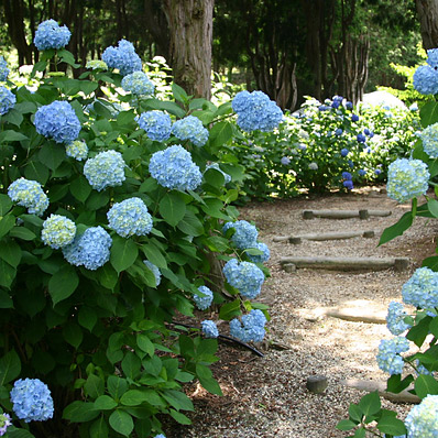 ＜大阪＞大阪府立花の文化園 【奥河内くろまろの郷バス停】<span class="price-others">おひとりの料金</span> - 画像 (2)