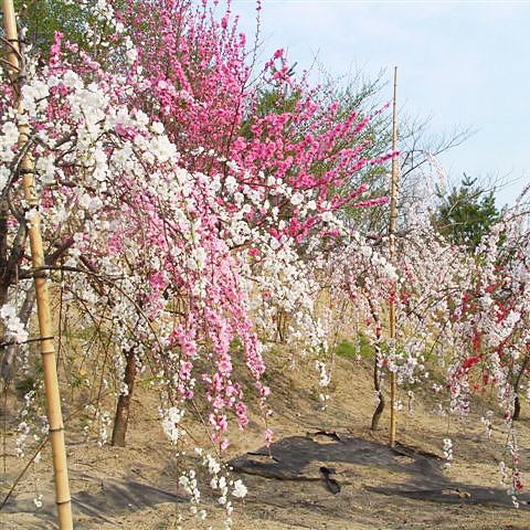 <福島>高野花見山 【旅館こいと近隣】<span class="price-others">おひとりの入場料</span> - 画像 (2)