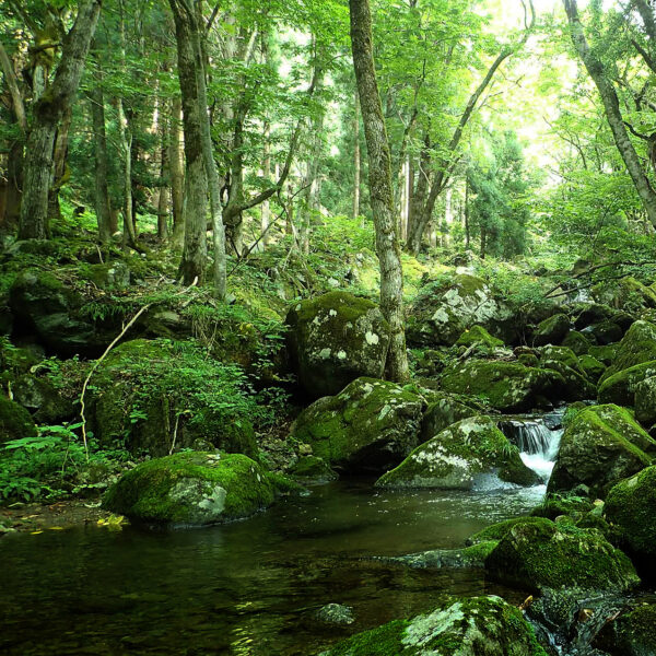 <鳥取>氷ノ山自然ふれあい館 響の森【若桜駅】