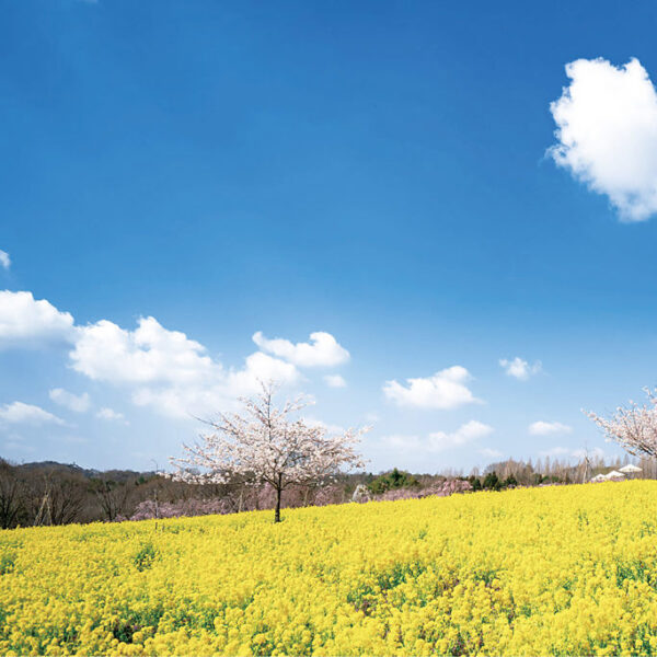 ＜広島＞そらの花畑 世羅高原 花の森（要申請）<span class="price-others">入場料無料</span>