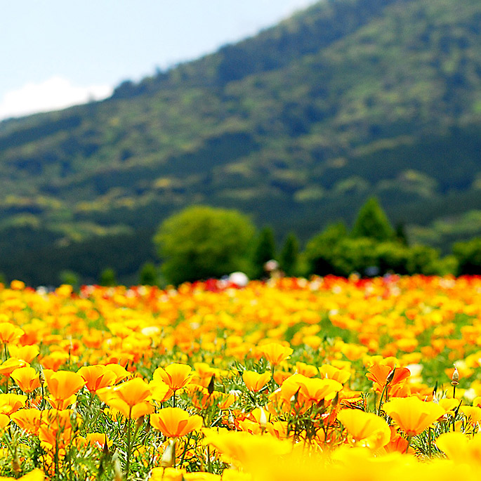 ＜宮崎＞花の生駒高原<span class="price-others">おひとりの入場料</span> - 画像 (2)