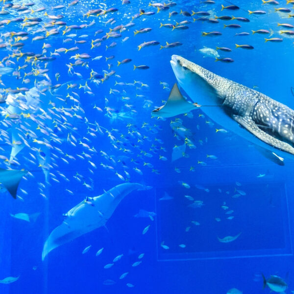 ＜沖縄＞海洋博公園・沖縄美ら海水族館 <span class="price-others">おひとりの入場料</span>